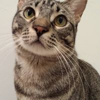 Patufet