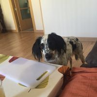 Sorprender a mi prometido en la bda - 1