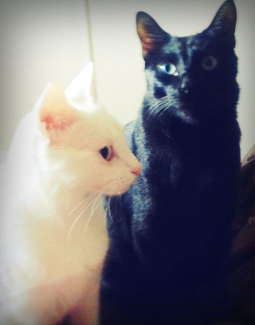 Nuestras mascotas!! - 3