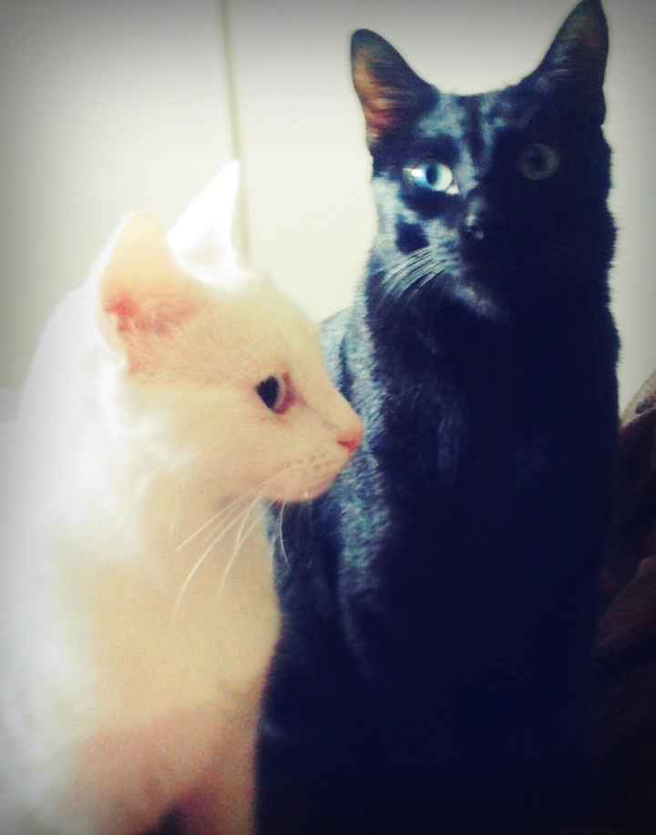 Nuestras mascotas!! - 3