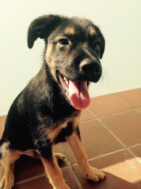 Nuestras mascotas!! - 1