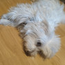 Roxy