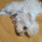 Roxy