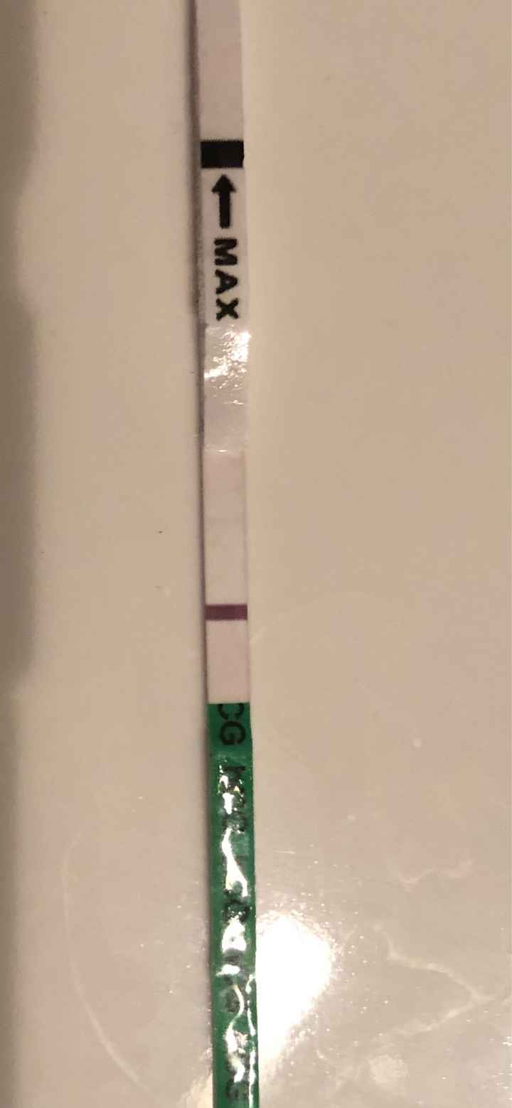 Duda - 1