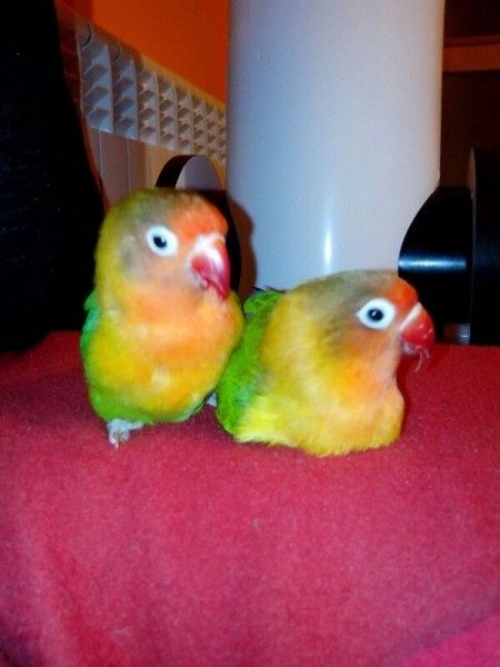 Nuestras mascotas!! - 1