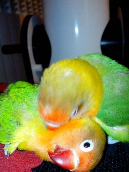 Nuestras mascotas!! - 2