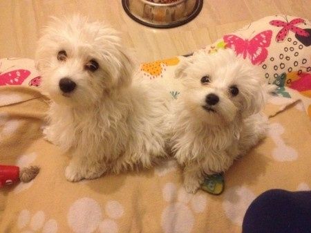 Nuestras mascotas!! - 1