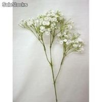 Rama paniculata