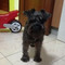 Rebeca