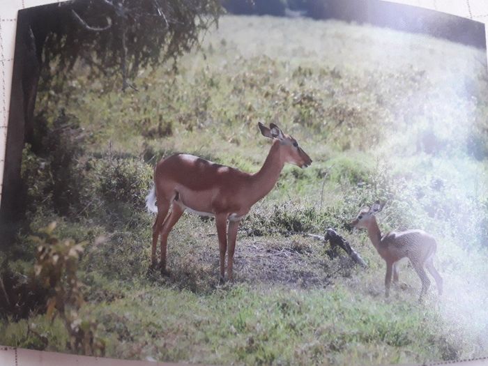  Luna de miel reservada! Kenia y Zanzíbar allá vamos! - 4