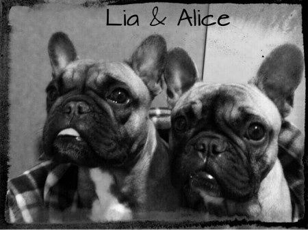Nuestras mascotas!! - 1