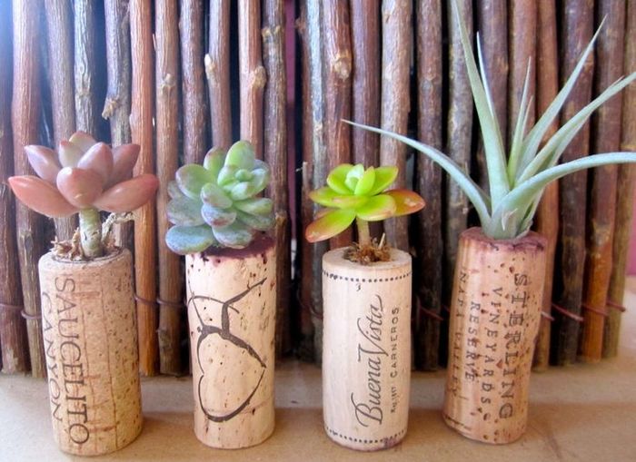 Plantas