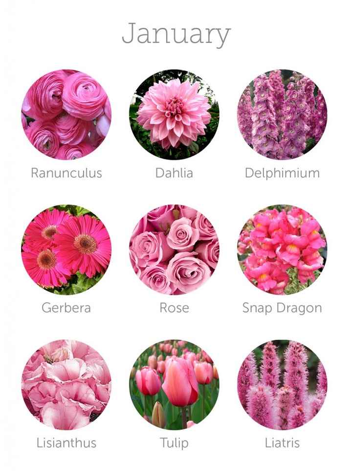 Flores Enero