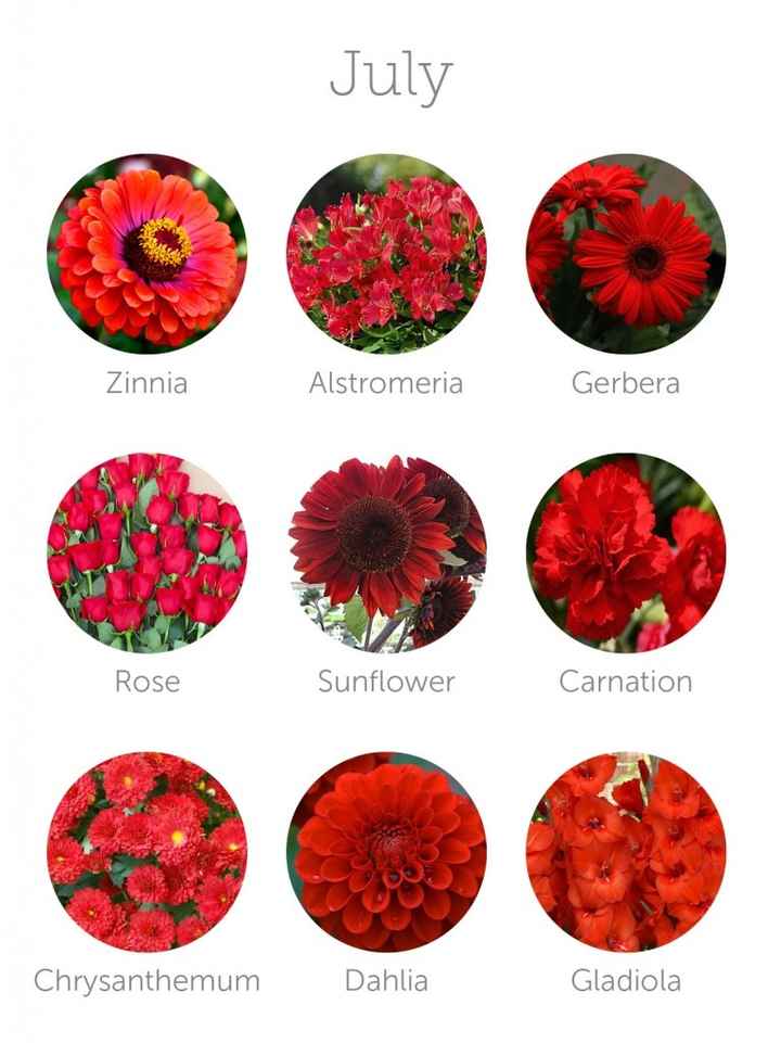 Flores Julio