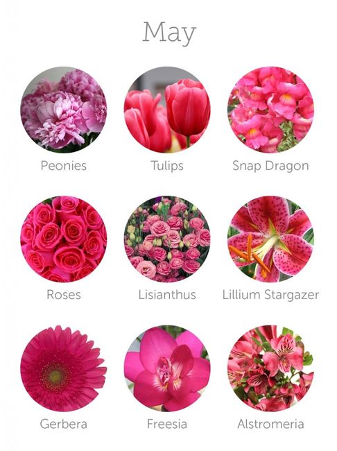 Flores Mayo
