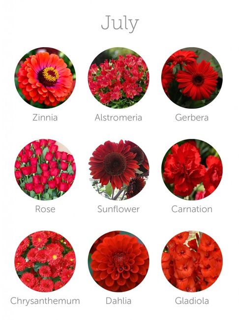 Flores Julio