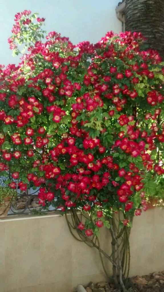 Flores - 1