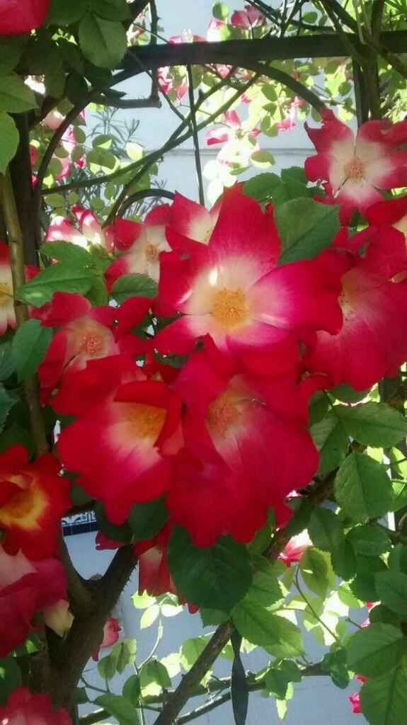 Flores - 2