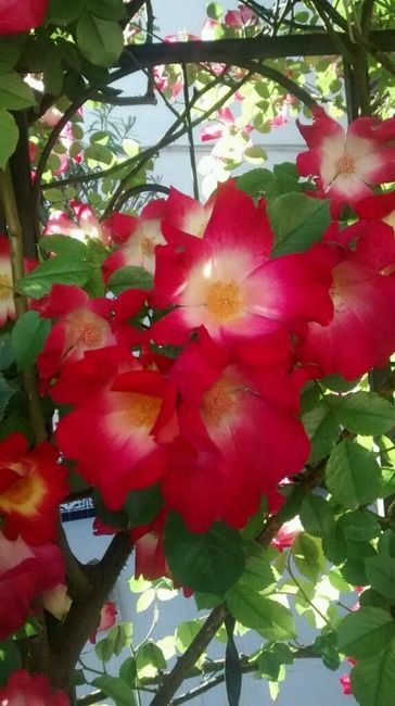 Flores - 2
