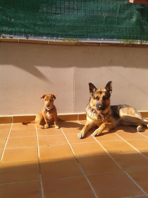 Nuestras mascotas!! - 1