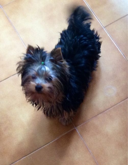Os presento a wifi - 1