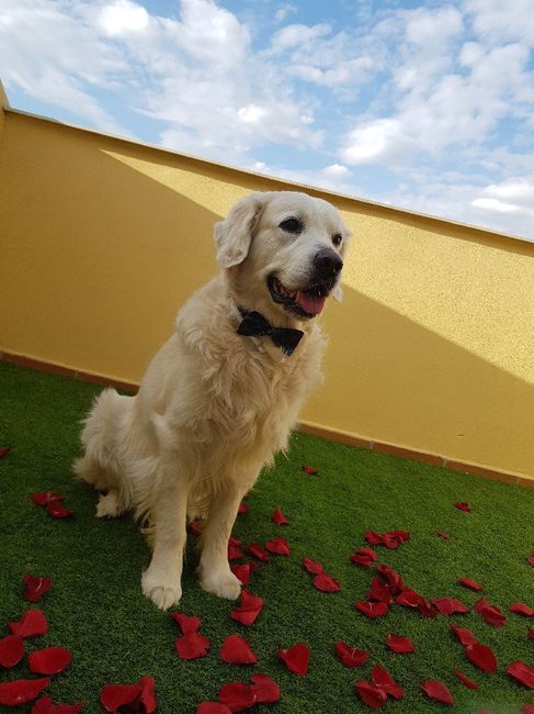Mi mascota se llama _______ - 2