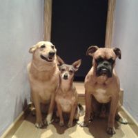 Cala, Vulcan y Rommel