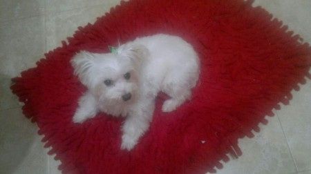 Nuestras mascotas!! - 1