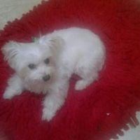 Nuestras mascotas!! - 1