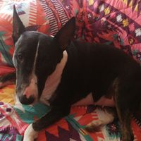 Si hoy me casara, lo haría con... ¡esta MASCOTA! - 1