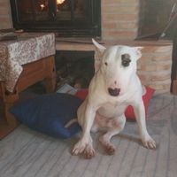 Si hoy me casara, lo haría con... ¡esta MASCOTA! - 2