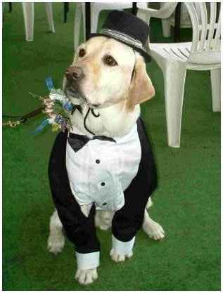 Boda con mascota - 2