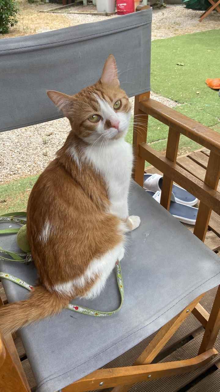 ¿Cómo se llaman vuestros peluditos? 🐱 - 1