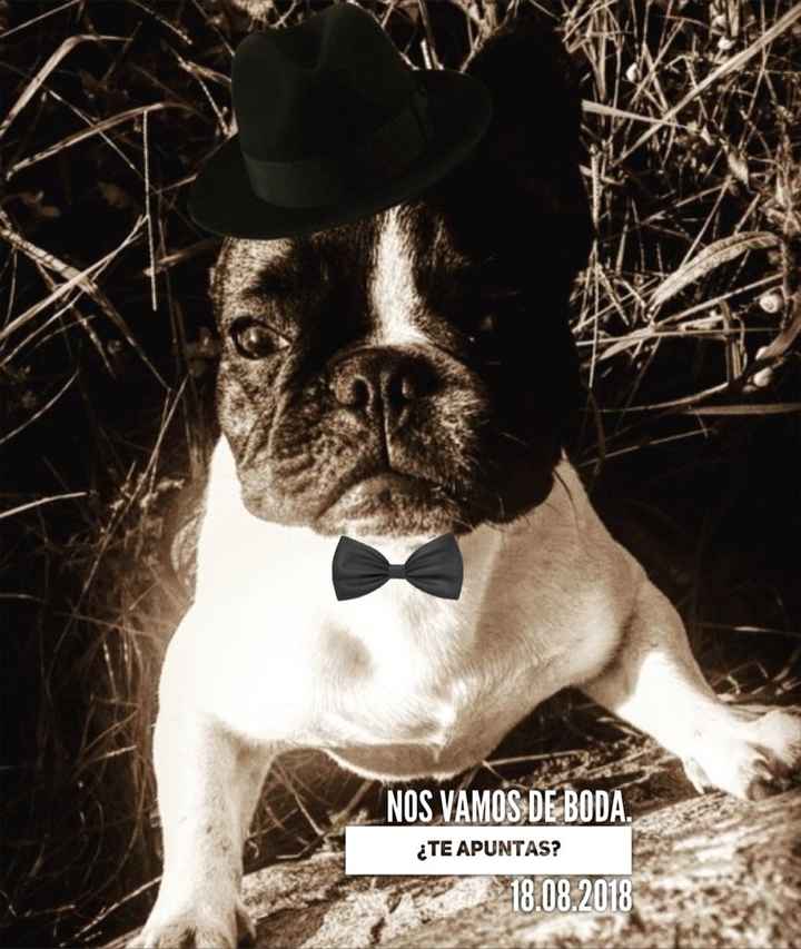 Perritos de boda - 1