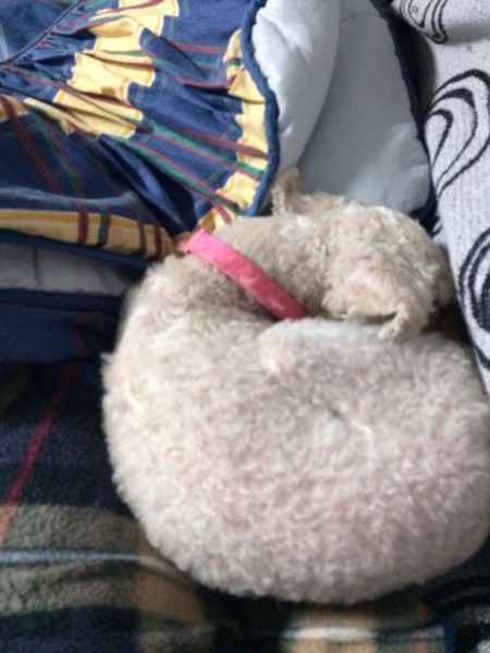 Nuestras mascotas!! - 2