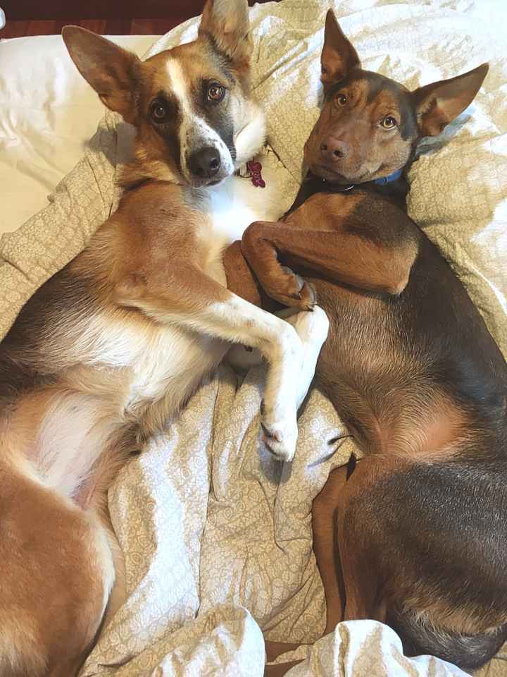 ¿Llevareis a vuestros perros a la boda? - 1