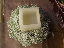 paniculata y vela