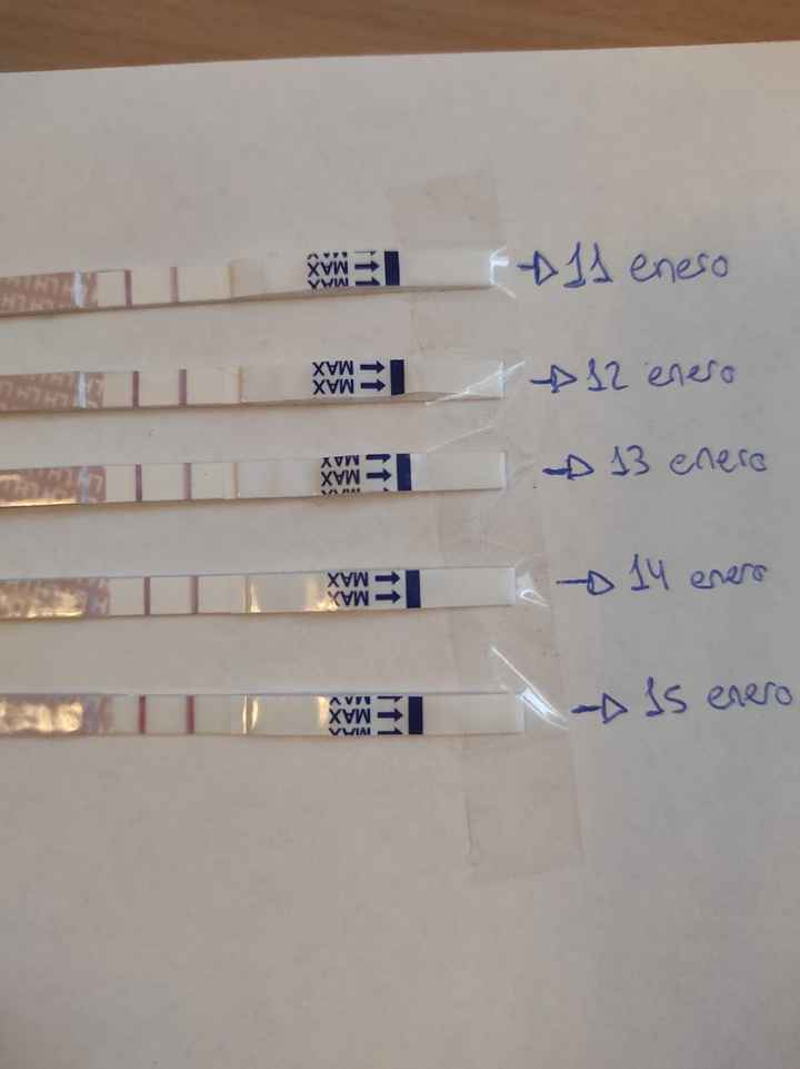 Test de ovulación positivos varios días seguidos. - 1