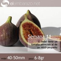 11 semanas