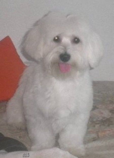 Mis mascotas! - 2