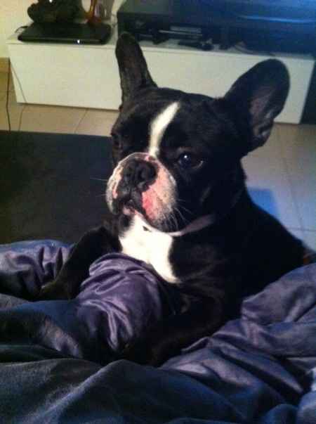 Mis mascotas! - 1
