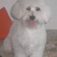 Mis mascotas! - 2