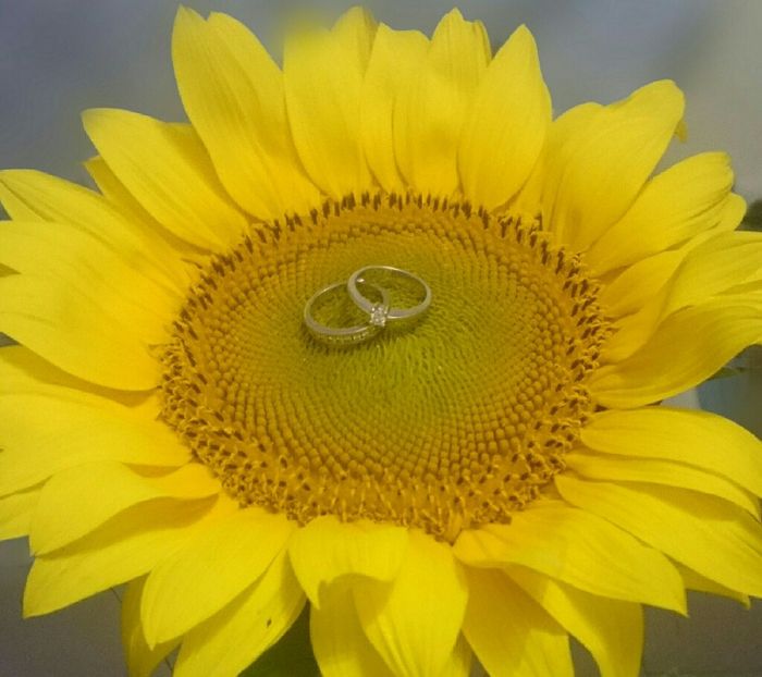 Vuestro anillo de prometida - 1