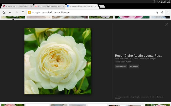 rosas david austin similar a peonia