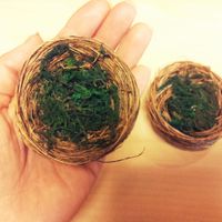 nidos anillos