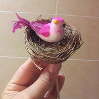 nido pajaro