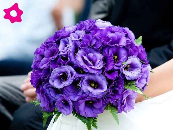 ramo morado