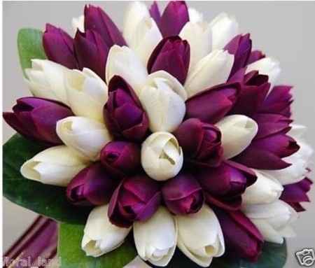 ramo morado