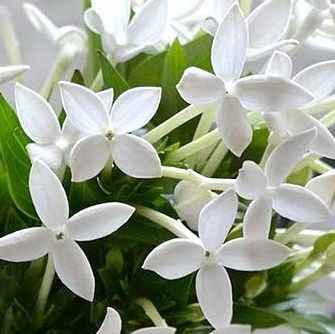 BOUVARDIA