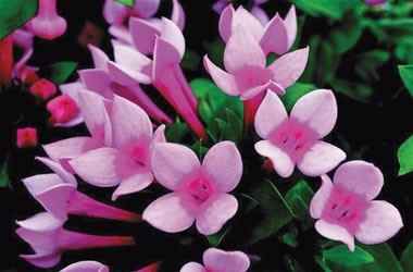 BOUVARDIA